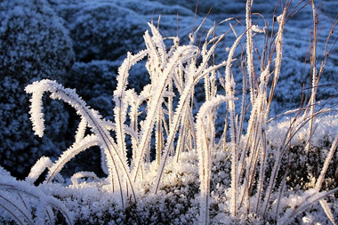 Vetrarfrost