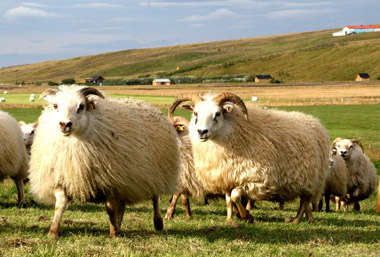 Landbúnaður small