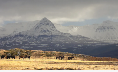 ENN ER ÍSLAND SELT
