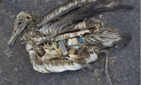 SKILABOÐ ÚR MAGA MÁVS